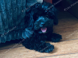Beautiful Black Maltipoo