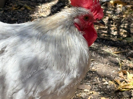 Pekin bantam rooster