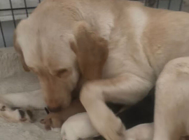 lab puppies