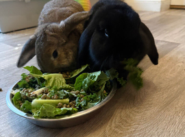 Daffy & Lola