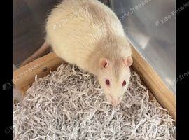 Baby rats