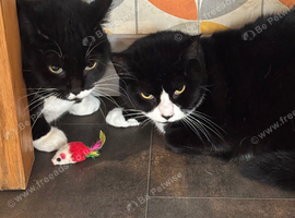 2 female cats paired from birth