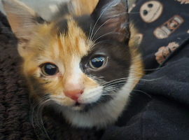 2 kittens