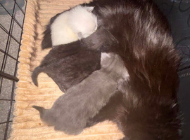 Ragdoll kittens available
