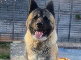Akita for sale