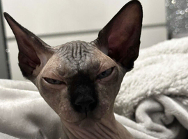 Tica registered Entire Male spynx
