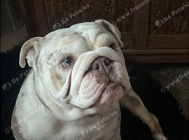Expecting English bulldog puppies