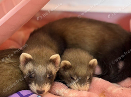 3 month old sisters for rehoming.