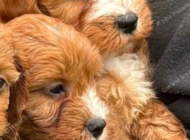 Cavapoo pups