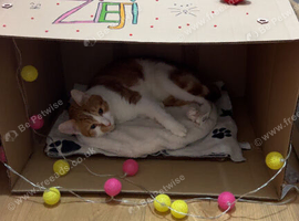 Selling ginger and white tabby cat