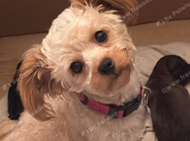 Unique little puppies