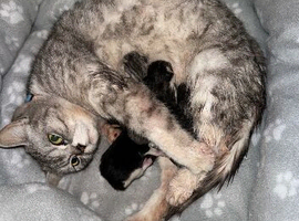 British shorthair mix kittens for sale