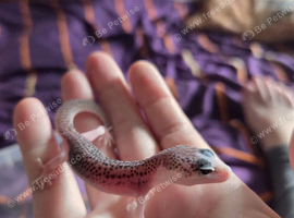 Mack supersnow baby leopard geckos