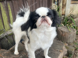 Japanese chin female