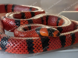 Milk snake (Dennis)