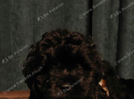 Poodle Cross Puppy Male
