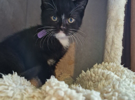 British shorthair cross kittens