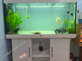 350L jewel fish tank