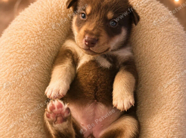 Husky x Labrador