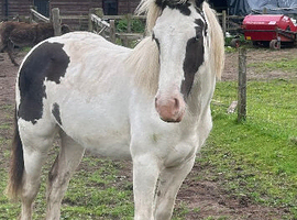 Cob X Clydesdale yearling