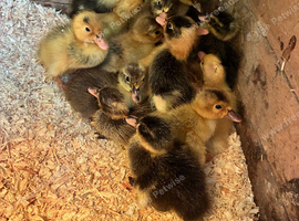 Runner ducklings