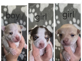 3 beautiful chihuahua puppys