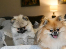 Gorgeous small Pomeranian puppies