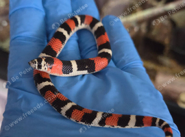 Tri Colour Hognose Snakes