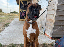 4 year old Boxer Dog