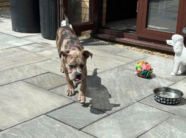 Puppy for sale &pound;500