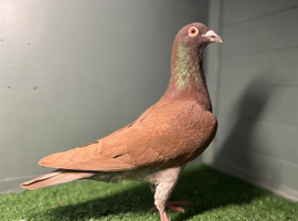 Colour Racing Pigeon