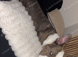 Male 11 months old