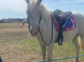 Beautiful Appaloosa X Cob Great potential