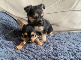 Yorkshire terrier x