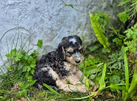 F1 Cockapoo puppies