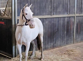 12.2/3 mini cob mare