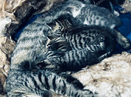 8 beautiful kittens available soon