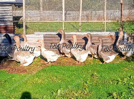Pairs Dewlap Toulouse Geese