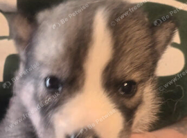 Pedigree Siberian Husky Puppies