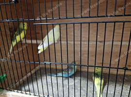 Baby budgies