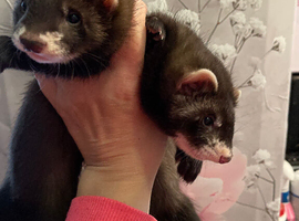Black Ferret kits   looking for new home