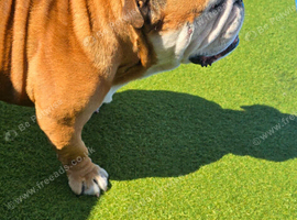 5-Year-Old English Bulldog