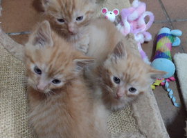 3 Kittens