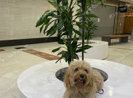 Cockapoo