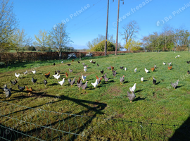 Point of lay chickens