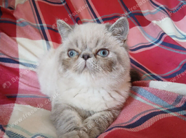 3 left Gccf pedigree Persian Exotic kittens