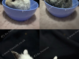 Four Lionhead Babies Ready Soon