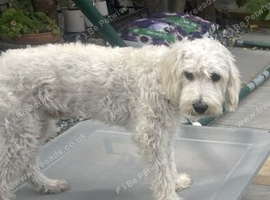 Beautiful white 8 months old Yorkiepoo