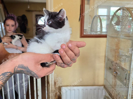 3 kittens for sale