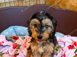 1 beautiful cockerpoo girl